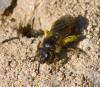 Lasioglossum sp.
